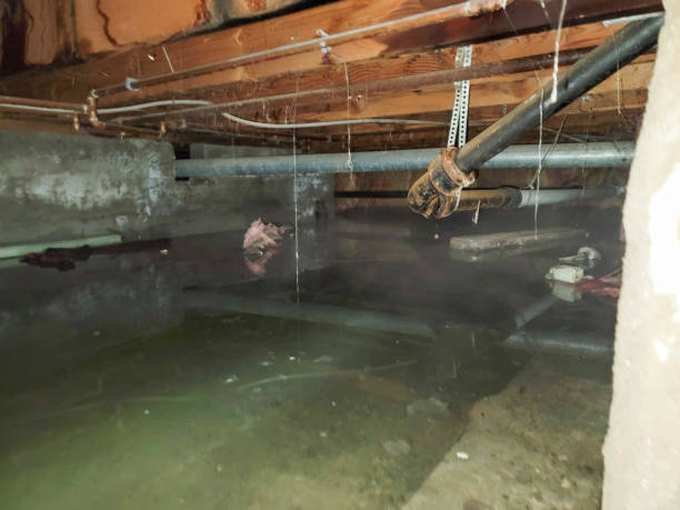 Best Water damage cleanup near me  in West Tawakoni, TX